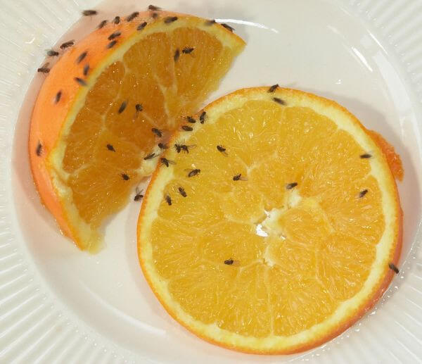 Last van fruitvliegjes? De oplossing heb je binnen 1 minuut gemaakt